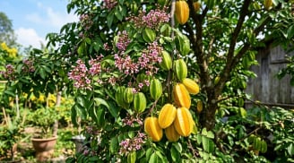 4 vị trí trồng khế hút tài lộc vào nhà