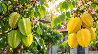 Cây khế chua hay ngọt mang ý nghĩa phong thủy tốt hơn?