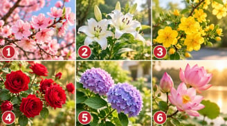 Chọn 1 cành hoa bạn ấn tượng nhất, điều mới mẻ nào sắp mở ra trong cuộc sống?