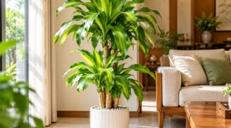 Tuổi con giáp phù hợp khi trồng cây cảnh thiết mộc lan