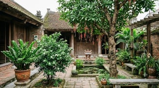 3 loại cây trồng trước cửa nhà dễ phất, 1 loại cần nhổ bỏ ngay