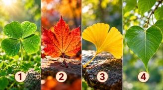 Chọn 1 chiếc lá bạn ấn tượng nhất để xem điều gì đang giúp bạn giàu có thêm