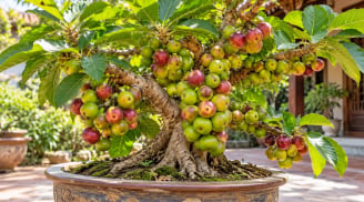 Tuổi con giáp nào vượng lộc khi trồng cây sung phong thủy?
