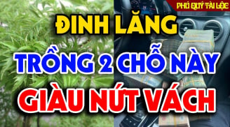Cây đinh lăng trấn giữ của cải đừng trồng linh tinh: 2  vị trí hút tài lộc vào nhà