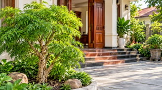  Trồng cây đinh lăng ở vị trí này: Sinh khí vào nhà vừa là cây cảnh phong thủy vừa dùng được hàng ngày
