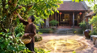 3 vị trí tốt nhất trồng cây sung, gia chủ hưởng vận may tiền tài