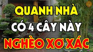 5 loại cây âm không trồng trước nhà: Cây càng xanh người càng lao đao, suy kiệt