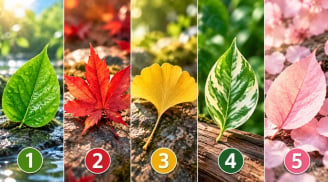 Chọn 1 chiếc lá để xem vận khí xung quanh bạn đang thế nào?