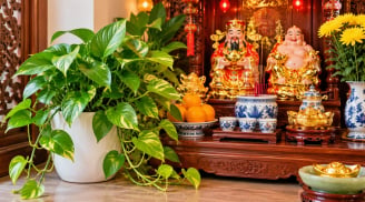 Có nên trồng cây trầu bà ở ban thờ Thần Tài?