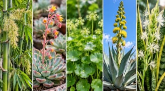 Không phải hoa nào nở cũng báo vận may: 5 loại cây ra hoa lại khiến nhiều người lo ngại