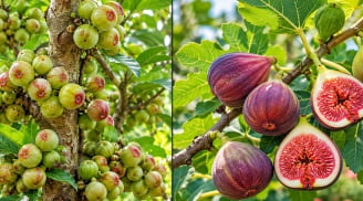 Nên trồng cây sung ta hay sung Mỹ? Khác biệt nằm ở 4 điểm này