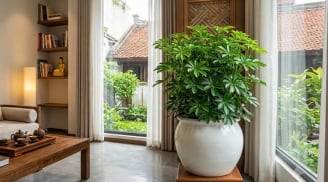 3 tuổi con giáp hợp trồng cây Ngũ Gia Bì nhất?