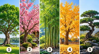 Bạn thích cây nào nhất?
