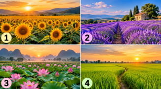 Cánh đồng nào khiến bạn ấn tượng nhất?