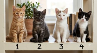 Trắc nghiệm: Chọn 1 chú mèo bạn thích nhất sẽ nói lên điều gì bạn quan tâm nhất