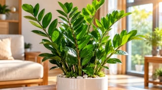 Tuổi con giáp nào thích hợp trồng cây kim tiền phong thủy?