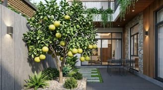 Vị trí trồng cây bưởi hút lộc vào nhà