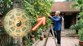 3 vị trí trồng cây khế mời gọi thần Tài, lộc hưởng quanh năm