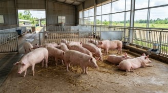 Giá heo hơi hôm nay 21/10: Nhiều nơi chạm đáy 47.000 đồng/kg, miền Bắc tiếp tục giảm