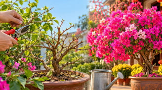 Muốn hoa giấy nở đúng Tết Đinh Mùi 2027, hãy nhớ mốc cắt tỉa và xiết nước phù hợp