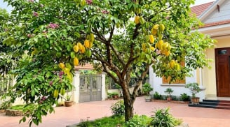 Trồng cây khế nên tránh 3 vị trí này là cản lộc, nhiều nhà không biết