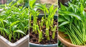 Trồng rau muống trong chậu cực dễ: Gieo hạt nhanh, tận dụng gốc bỏ đi, quanh năm có rau sạch