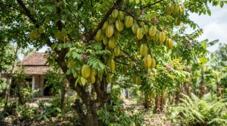 2 mệnh trồng khế tốt cho phong thủy: Tiền đẻ ra tiền cực kỳ giàu có