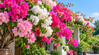 Muốn hoa giấy nở sum suê, những điều cốt lõi này không thể bỏ qua