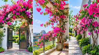 Trồng cây hoa giấy ở vị trí nào để vừa đẹp vừa giúp cây sai hoa, quanh năm rực rỡ?