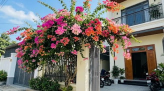 Trồng hoa giấy phong thủy ở vị trí nào để hút lộc vào nhà?