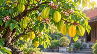 Cây khế phong thủy hợp mệnh nào? 3 mệnh nên cân nhắc trồng trong nhà