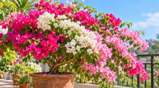 Mẹo trồng hoa giấy nhanh ra hoa, hoa nở liên tiếp: Chỉ cần điều chỉnh đúng 4 yếu tố này