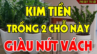 2 vị trí trồng kim tiền: Tiền Vào Như Nước