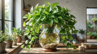 Cách trồng Trầu Bà từ cành nhanh mọc rễ, lá xanh mướt mượt