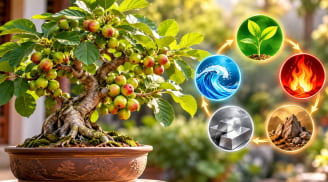 Trồng cây sung phong thủy tốt cho mệnh nào? 3 mệnh được cho là hợp nhất