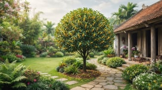Vị trí đặt Mộc Hương trước nhà để 'kích tài chiêu lộc', vượng khí cho tổ ấm