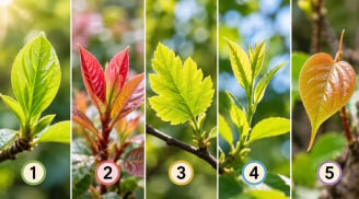Chọn 1 lá non để xem điều bạn ước có thành hiện thực?