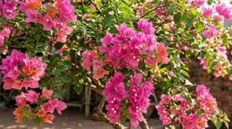 Làm thế nào để hoa giấy nở đúng dịp Tết?