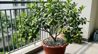 Mệnh nào trồng cây chanh hút tài lộc vào nhà?