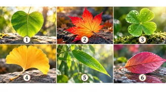 Chọn 1 chiếc lá để xem cuối cùng cuộc đời bạn đi đến đâu