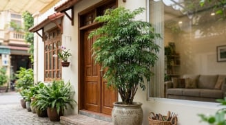 2 mệnh trồng đinh lăng trong nhà: Tiền Vào Như Nước