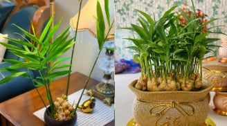 Mệnh nào trồng gừng phong thủy hút tài lộc vào nhà?