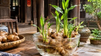 Mẹo trồng gừng thủy sinh nhanh nảy mầm, đẻ nhiều nhánh