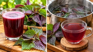 Nên uống nước tía tô sống hay chín?