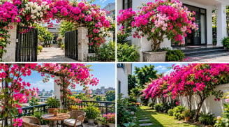 Trồng hoa giấy ở đâu tốt cho phong thủy?