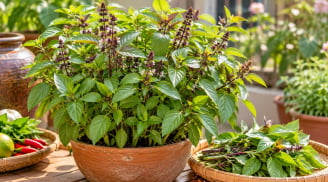 Vì sao nên trồng một bụi húng quế?