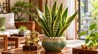 Ý nghĩa phong thủy của cây lưỡi hổ, vì sao nhiều người thích trồng?