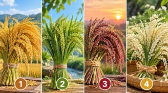 Chọn 1 bó lúa bạn ấn tượng nhất để xem điều gì sắp mở ra trong sự nghiệp