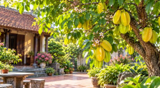 Lời khuyên cho những gia đình muốn trồng cây khế phong thủy