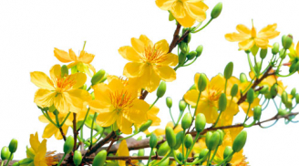 Những loại hoa nhất định phải có trong nhà ngày Tết để giữ và chiêu tài lộc trong năm mới